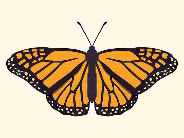 创作马拉松！榴莲社区行业洞察一文看懂